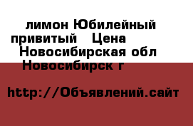 лимон Юбилейный, привитый › Цена ­ 1 350 - Новосибирская обл., Новосибирск г.  »    